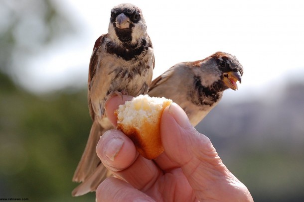 نکات زیر را در غذا دادن به پرندگان رعایت کنید